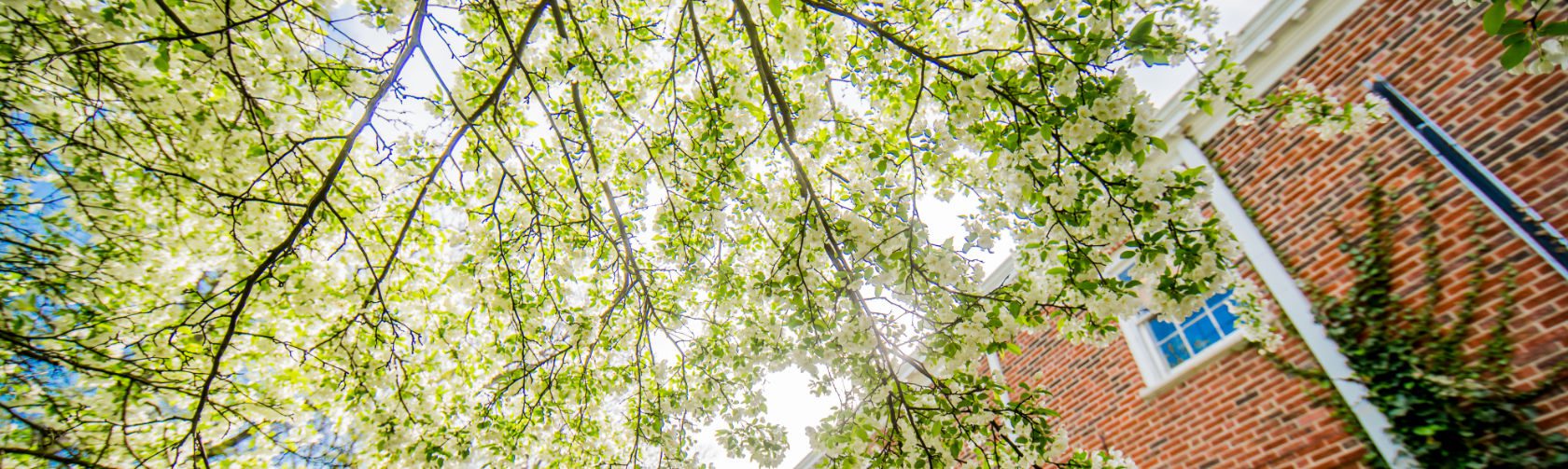 Campus Trees